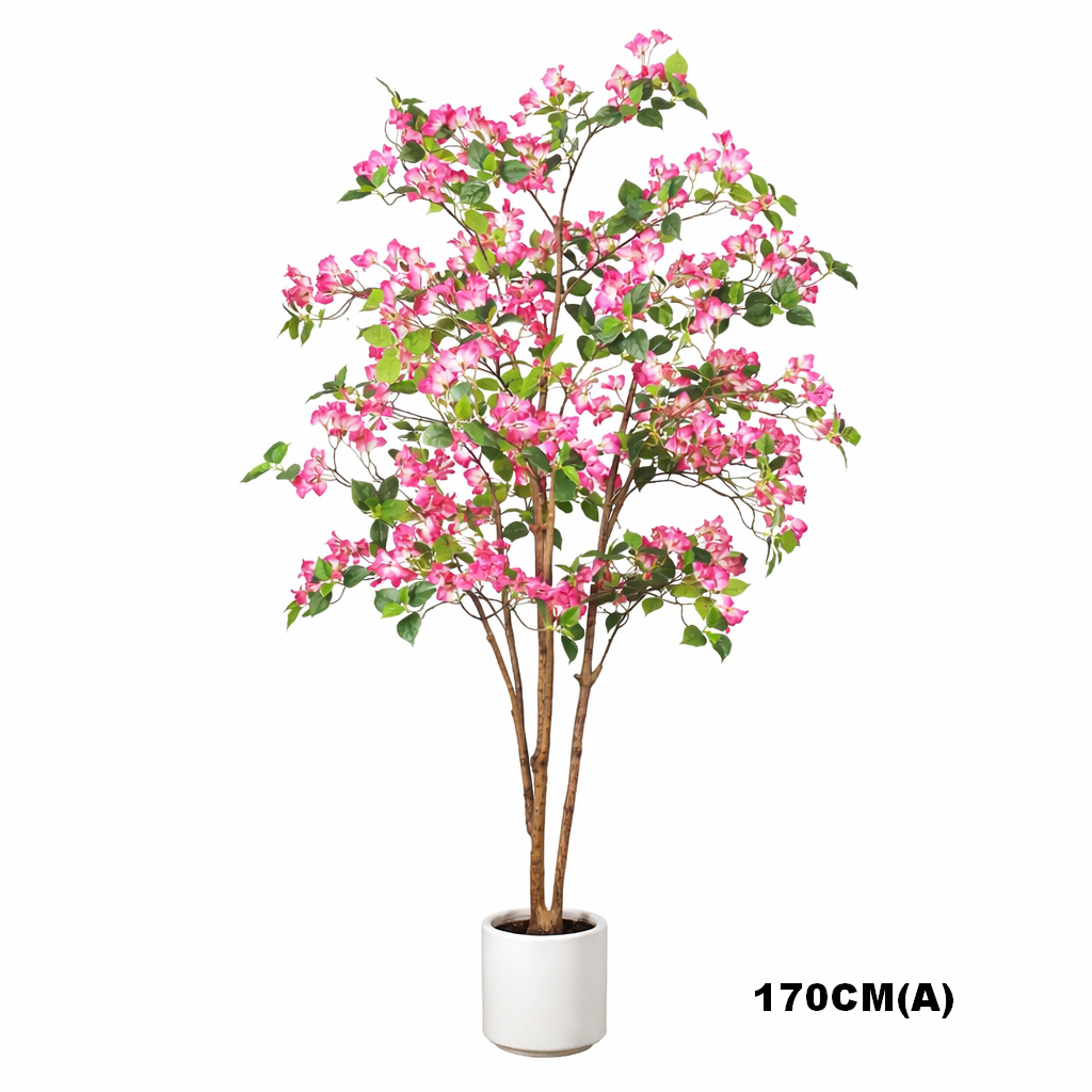 Bougainvillea(with pots)